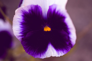  isolated violet