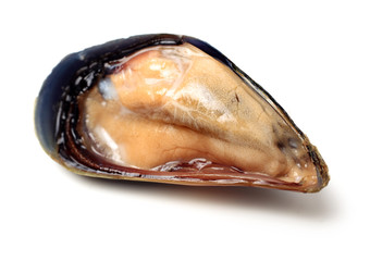 Fresh mussel on white background