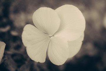  isolated violet
