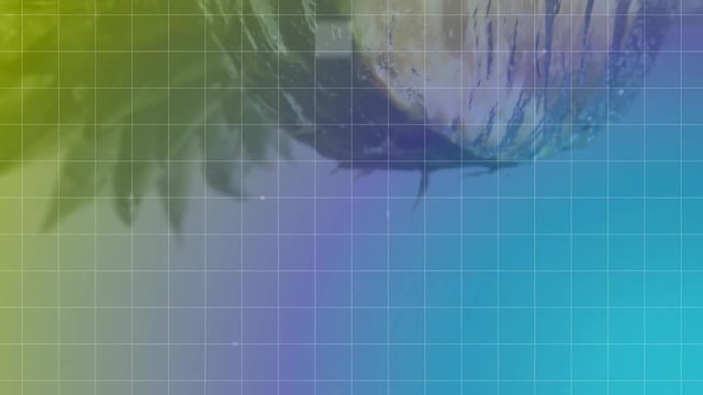 Colorful grid with virtual sizzle squre falling while half pineapple falling on water
