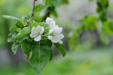 Spring blooming apple tree on blurred green lawn background. Flowers close up. Selective focus. Ecology concept. Botanical Garden.
