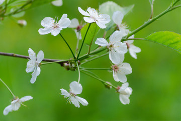 Spring blooming cherry tree on blurred green lawn background. Flowers close up. Selective focus. Ecology concept. Botanical Garden.