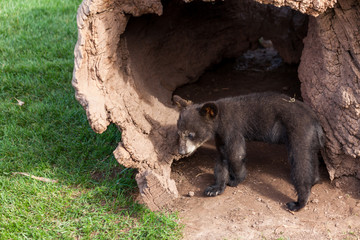 Baby Black Bear by a Log