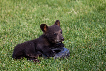 Playing Baby Black Bear