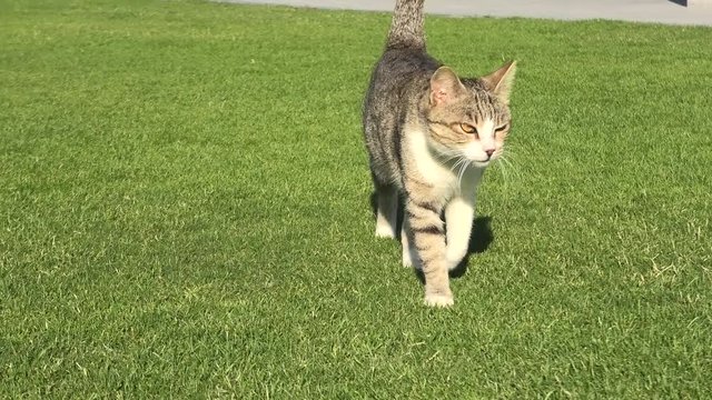 Tabby cat with yellow eyes walking straight on the green grass, isolated on green background.