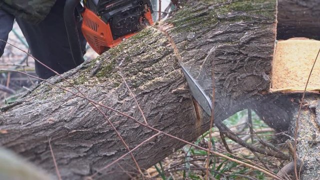 Huge tree sawing chainsaw in slow motion close-up