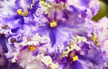 Fototapeta na wymiar Flowering blue-white African violet. Saintpaulia. Selective focus.