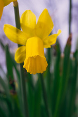 Close-up of yellow daffodil flowers in the spring time