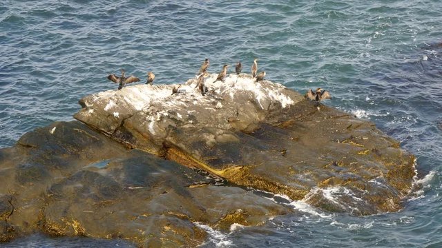 A flock of double-crested cormorants - Phalacrocorax auritus - sitting on a rock covered with feces with outstretched wings to dry their feathers after hunting for fish in the Atlantic ocean