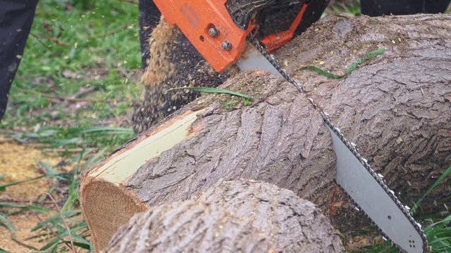Sawed wood saw chainsaw into pieces close-up in slow motion