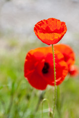 Naklejka premium field of poppies