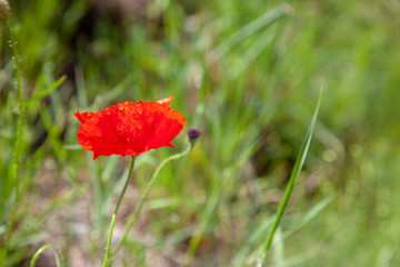 red poppy in field