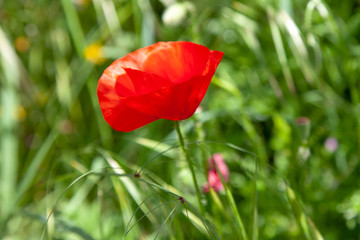 Obraz premium red flower in the field