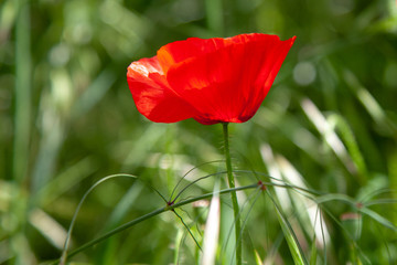 red poppy in field