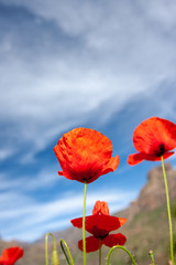 red poppies on background of blue sky