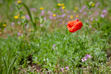 Obraz premium red poppies in a field