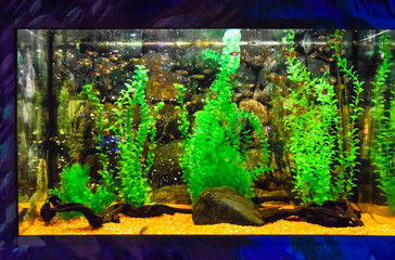 Wall mounted aquarium with tropical fish