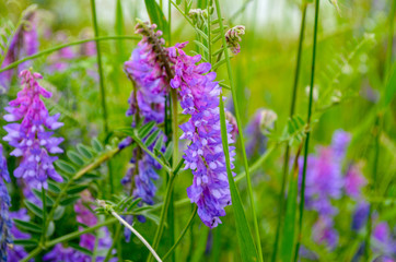 closeup on purple blooming flowers