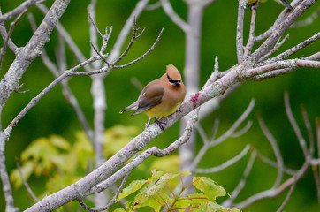 Obraz premium Cedar Waxwing Bird perched on Barren dead tree branch 