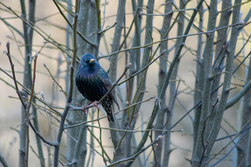 Starling