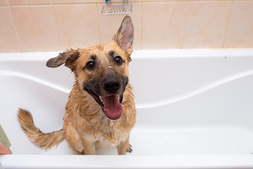 Bathing of the funny mixed breed dog. Dog taking a bubble bath. Grooming dog.