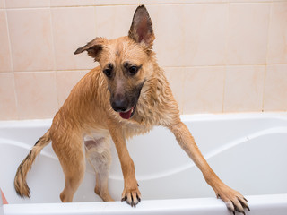Bathing of the funny mixed breed dog. Dog taking a bubble bath. Grooming dog.