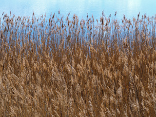 Golden reeds blowing in a gentle breeze in front of a lake