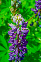 Obraz premium Single Lupinus arcticus growing in field