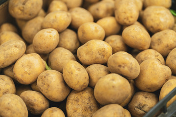 Fresh organic potato stand out among many large background potatos in the market