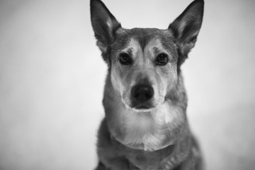 Portrait of a dog that lives on the street. Mongrel in the snow