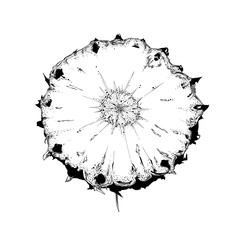 Hand drawn sketch of slice pineapple in black color. Isolated on white background. Drawing for posters, decoration and print. Vector illustration