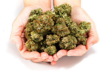 Naklejka na ściany i meble hands on cannabis