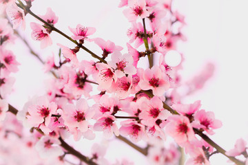  peach tree