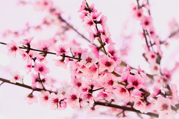  peach tree