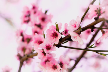 peach tree
