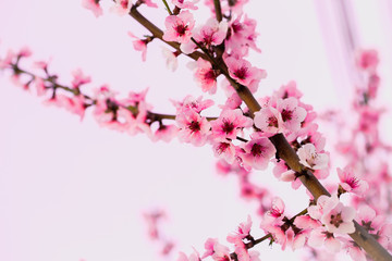  peach tree