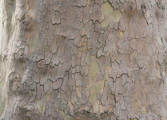Tree bark texture wallpaper