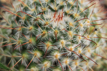 Cactus