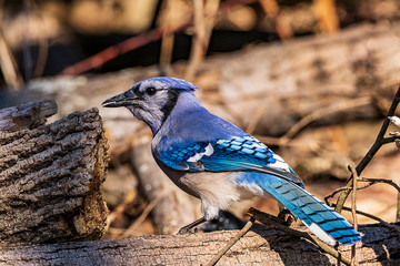 Blue Jay
