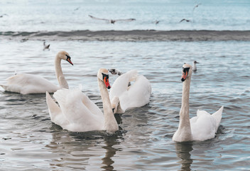 Beautiful white swan with family, seagulls