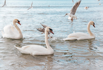 Beautiful white swan with family, seagulls