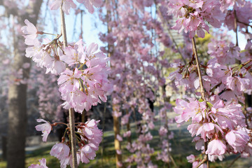 Close up season spring flowers pink cherry blossom or sakura in Japan background. Spring season concept.