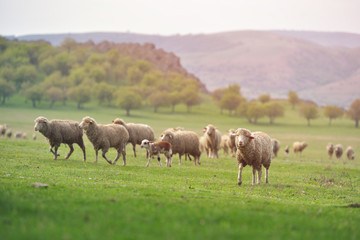 Naklejka na ściany i meble Flock of sheep on fresh spring green meadow during sunrise