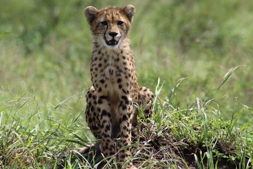 Cheetah cub
