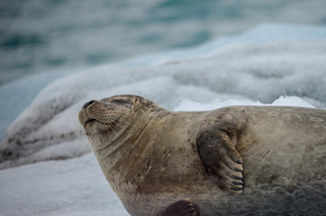 Seal lounging on Iceberg in Iceland's Glacier Lagoon