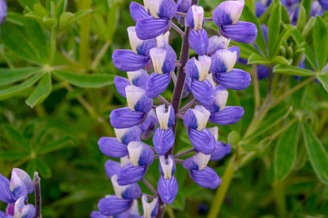 Close up of Arctic lupine, purple flower