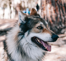 Siberian Husky Laika dog