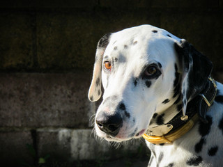 The portrait of young purebred dalmatian on black background