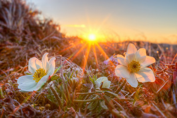 Beautiful wild flowers Dryad (Dryas) on sunset background. Blooming white flowers in the tundra and bright sunshine. Good spring mood. Early summer in the Arctic. Chukotka, Siberia, Far East Russia. - obrazy, fototapety, plakaty