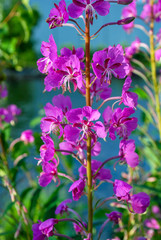 Fototapeta premium Purple Orchid Flower growing in Norway 